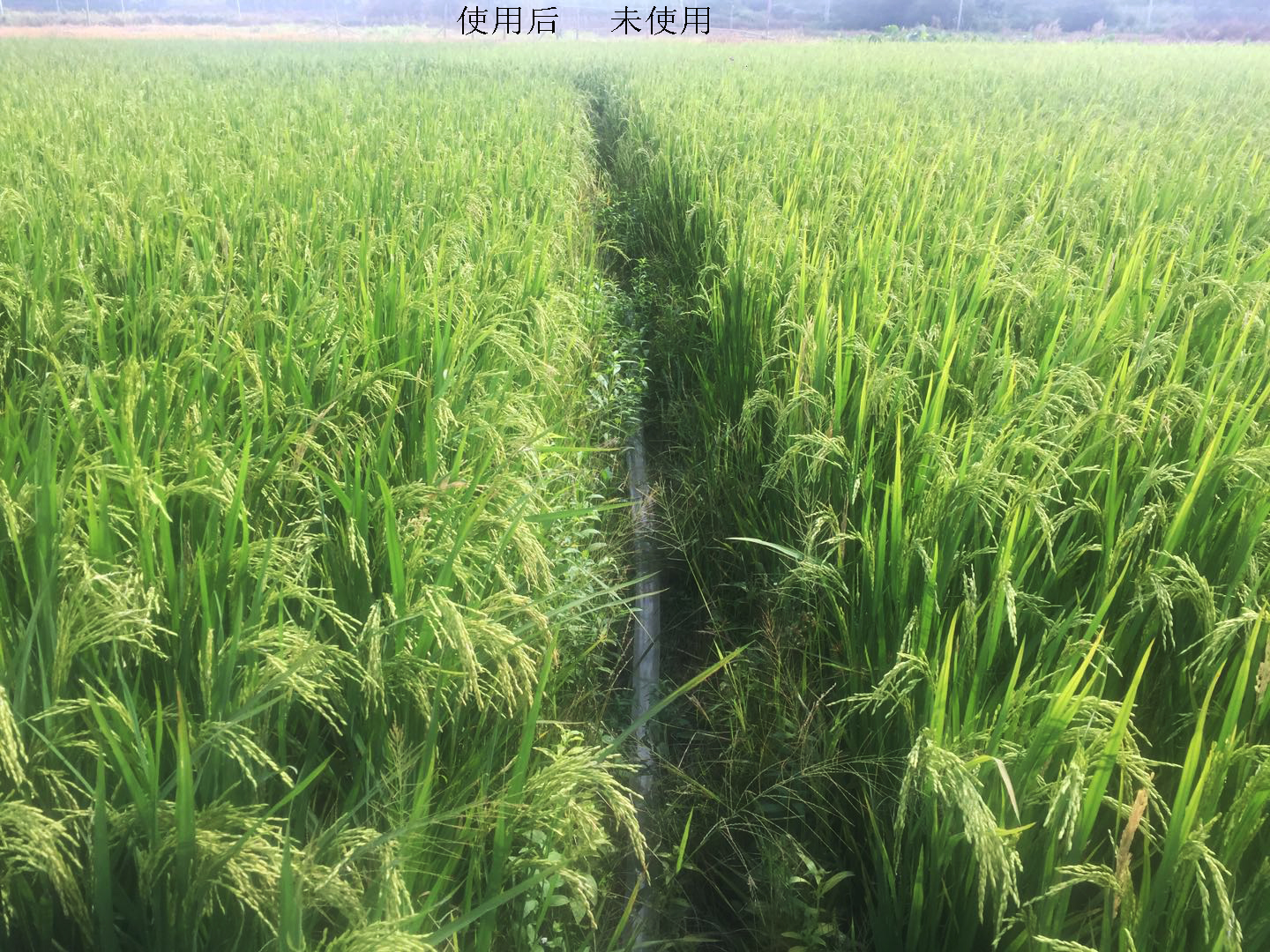 农业案例(1)(图1) 农业案例(1)(图1)